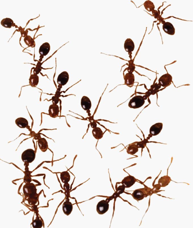 ants