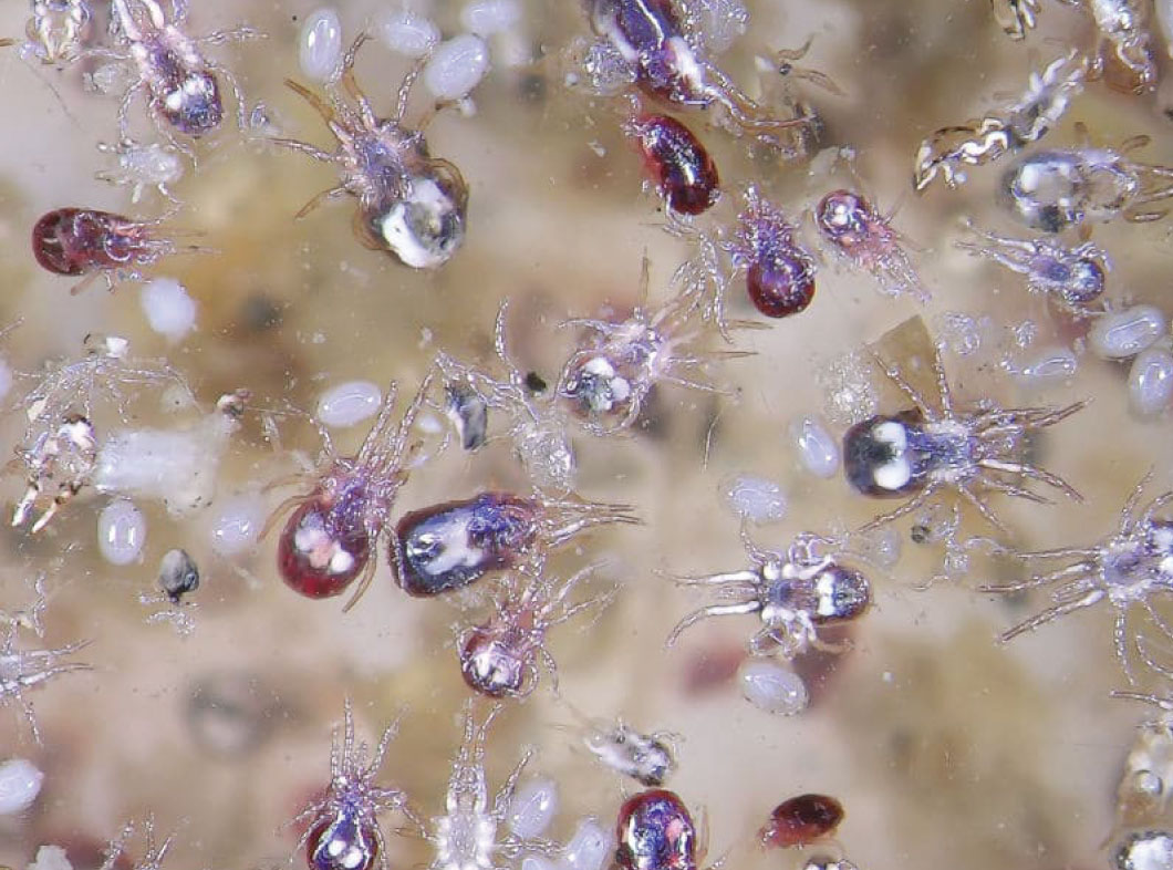 Bird Lice Control