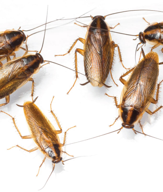 Cockroaches Eradication
