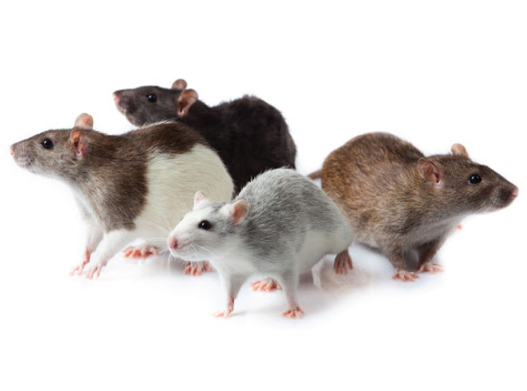 Rodents Eradication
