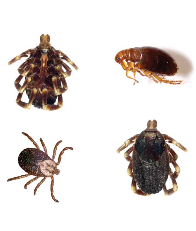 Ticks and Fleas Control